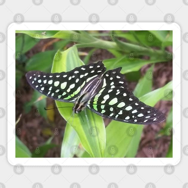 A Beautiful Patterned Butterfly Sticker by HFGJewels